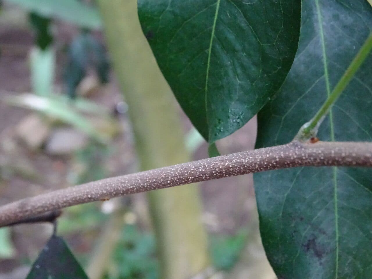 Lepisanthes 2