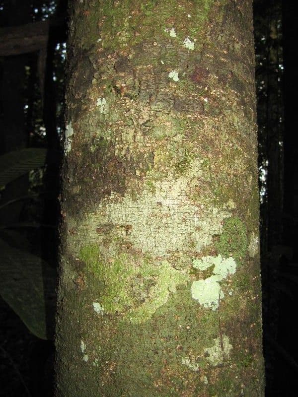 Licania 2