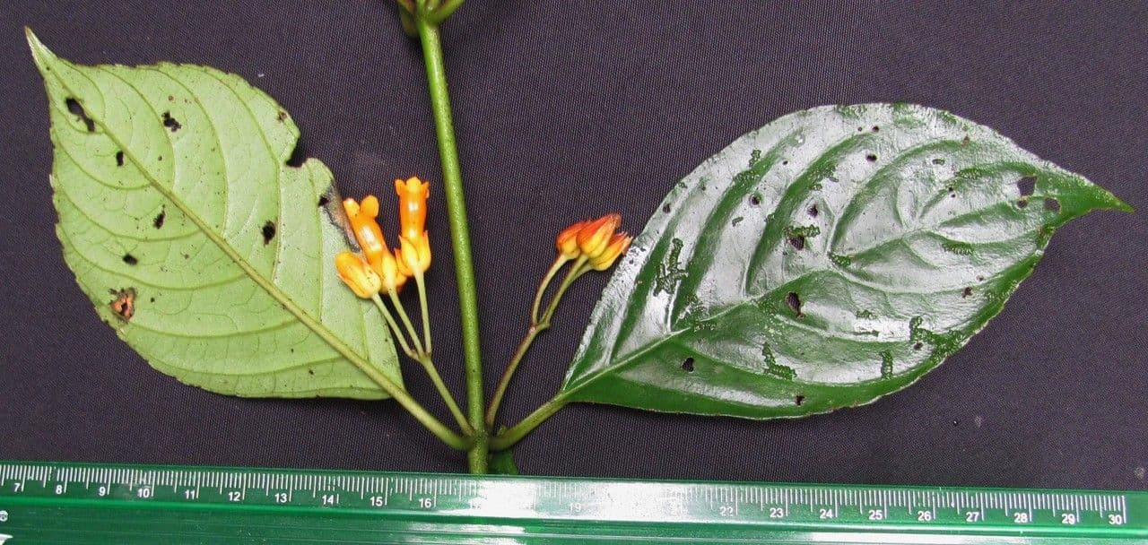 Besleria laxiflora 6