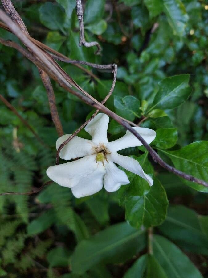 Gardenia 10