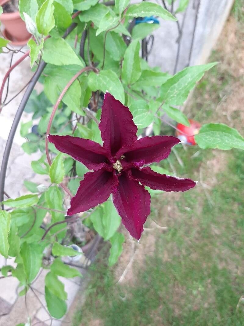 Clematis 7