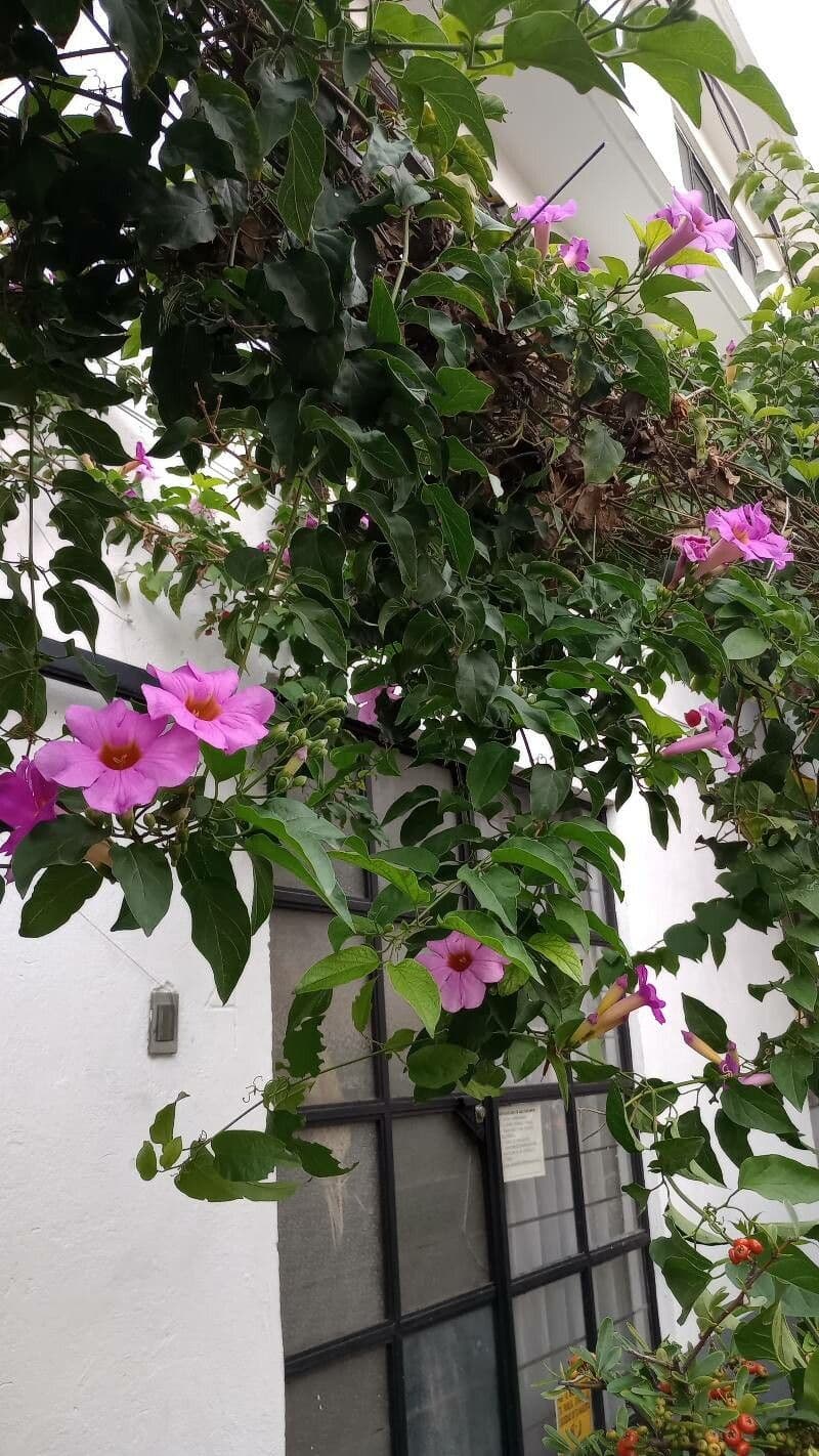 Bignonia magnifica 7