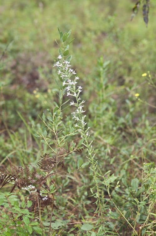 Liatris elegans 9