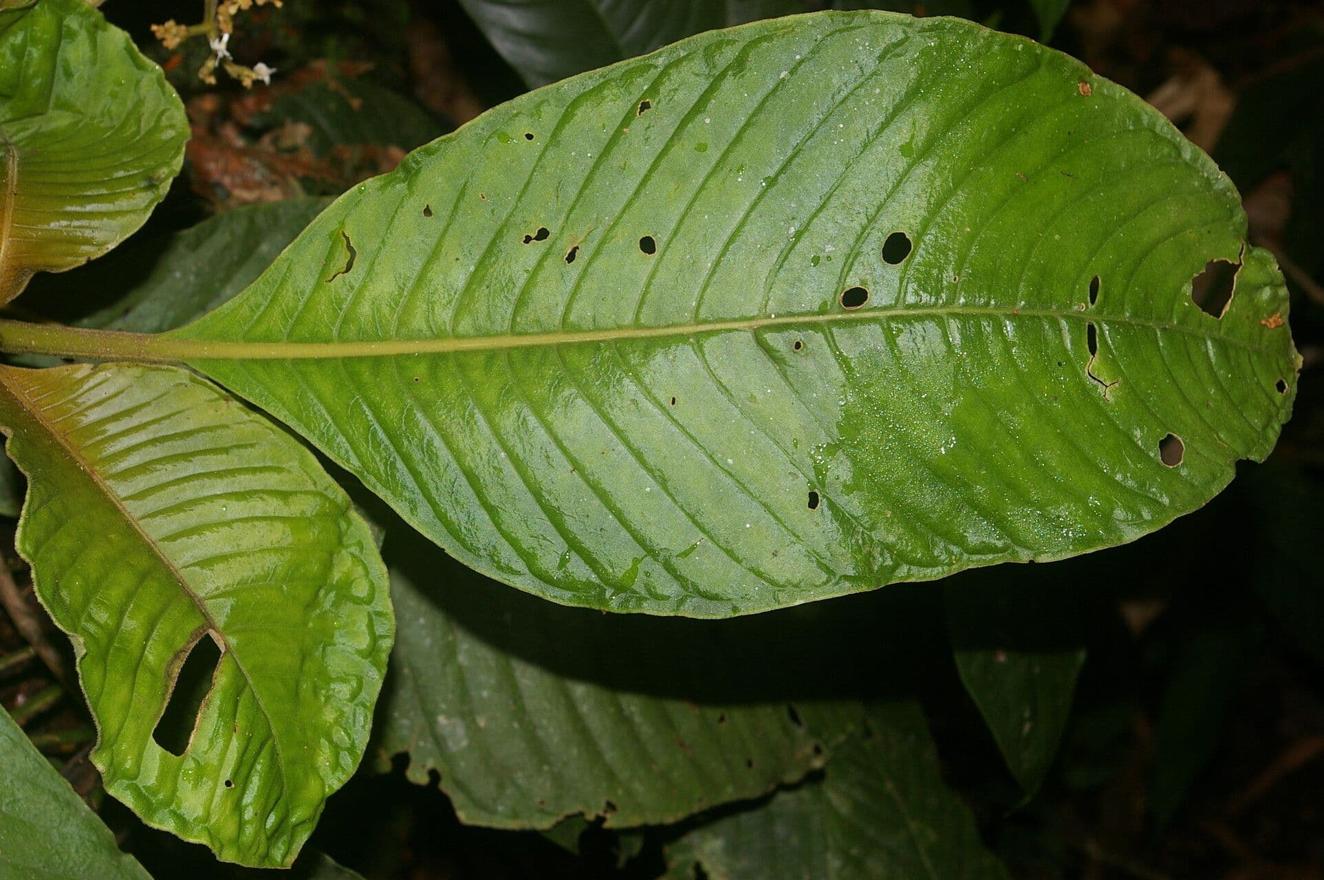 Notopleura 11