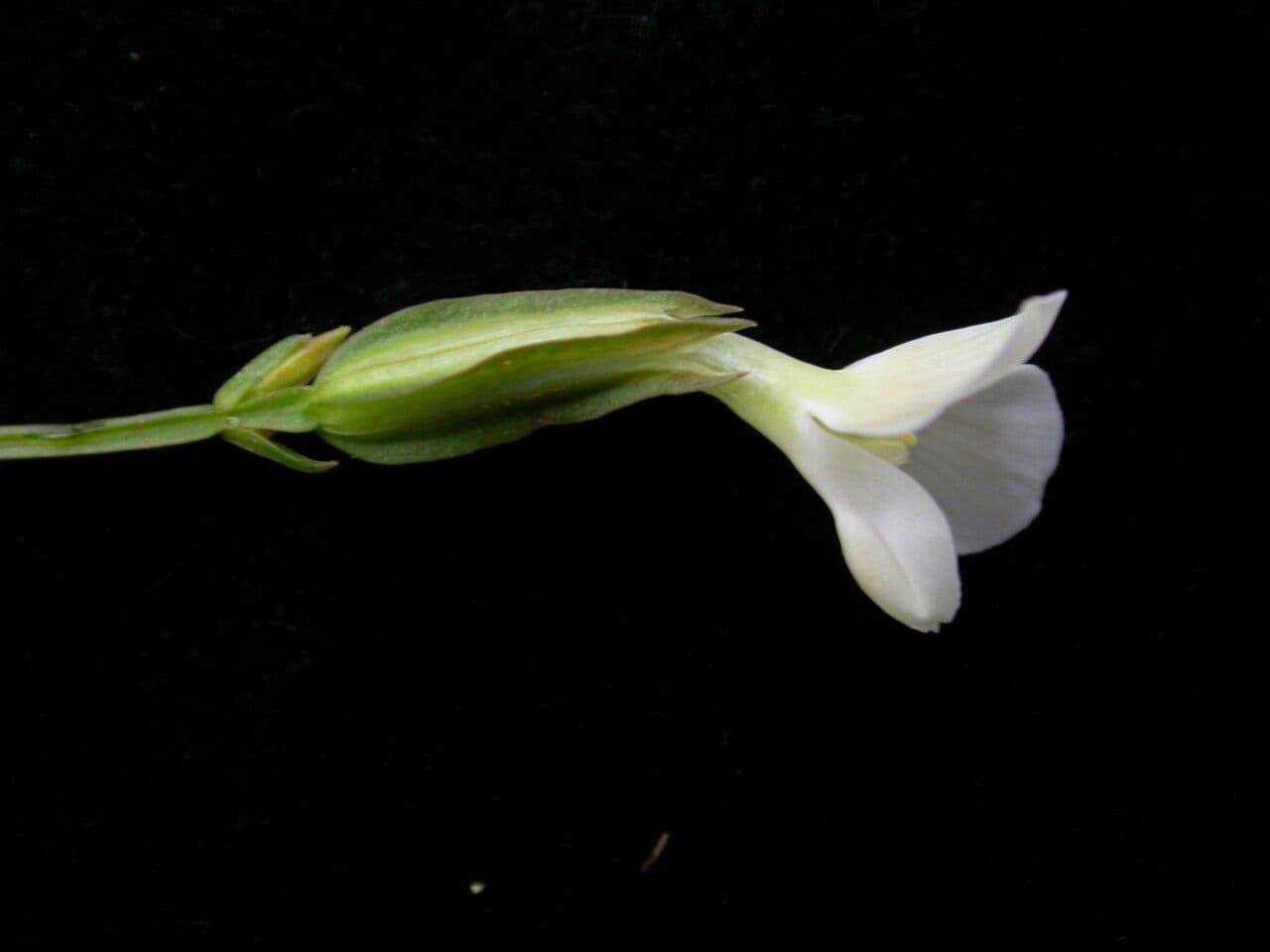 Canscora 2