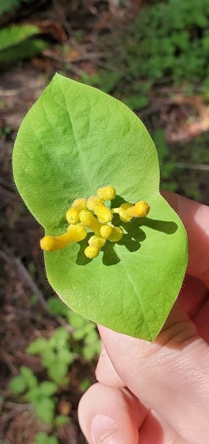 Caprifoglio giallo 11