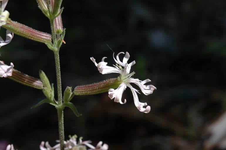 Silene 4
