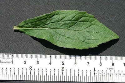 Zlatobýl 18