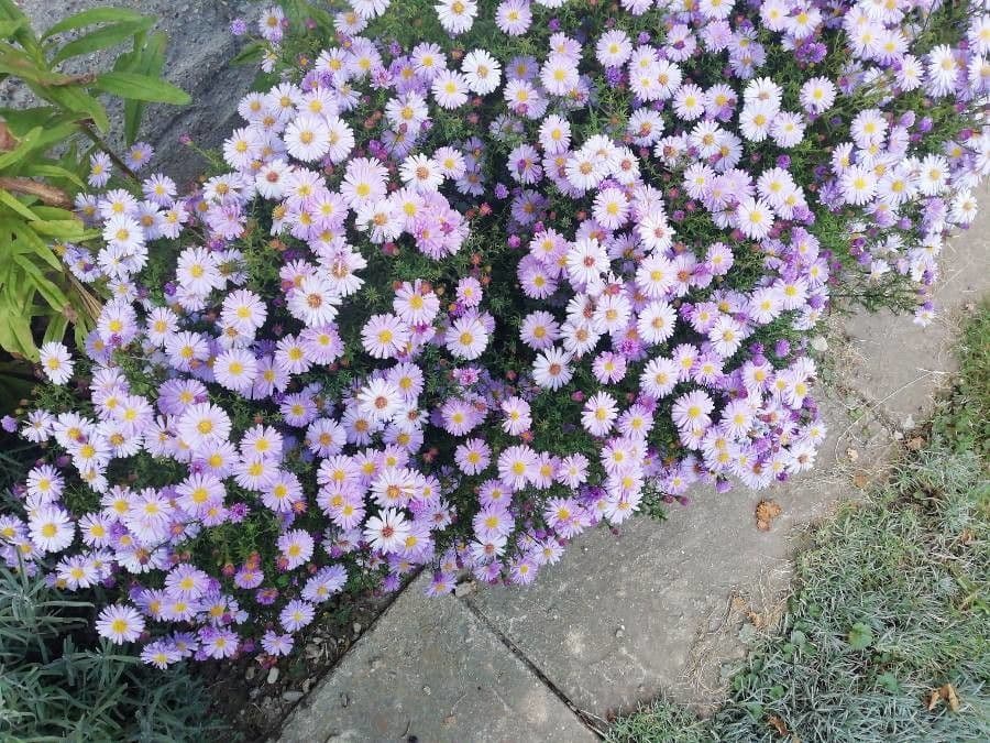 Busch-Aster 5