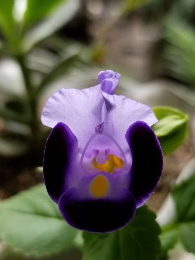 Torenia 7