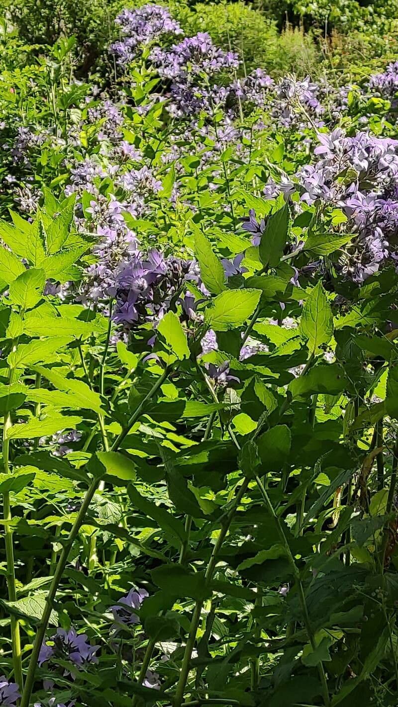 Campanula lactiflora 8