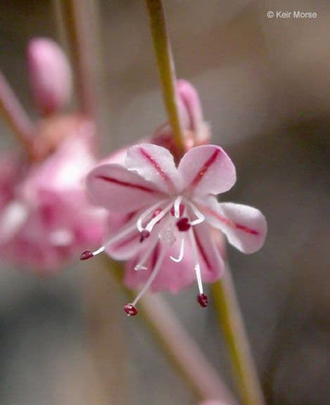Ruten-Buckwheat 5