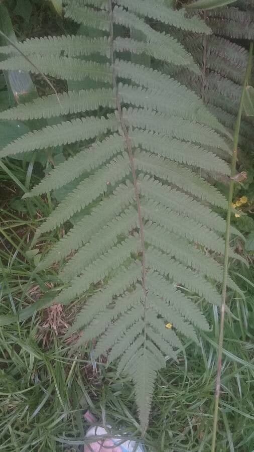 Dryopteris fragrante 4