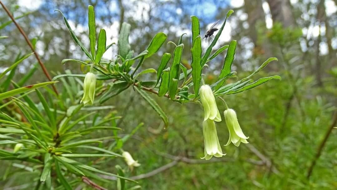 Billardiera scandens 2