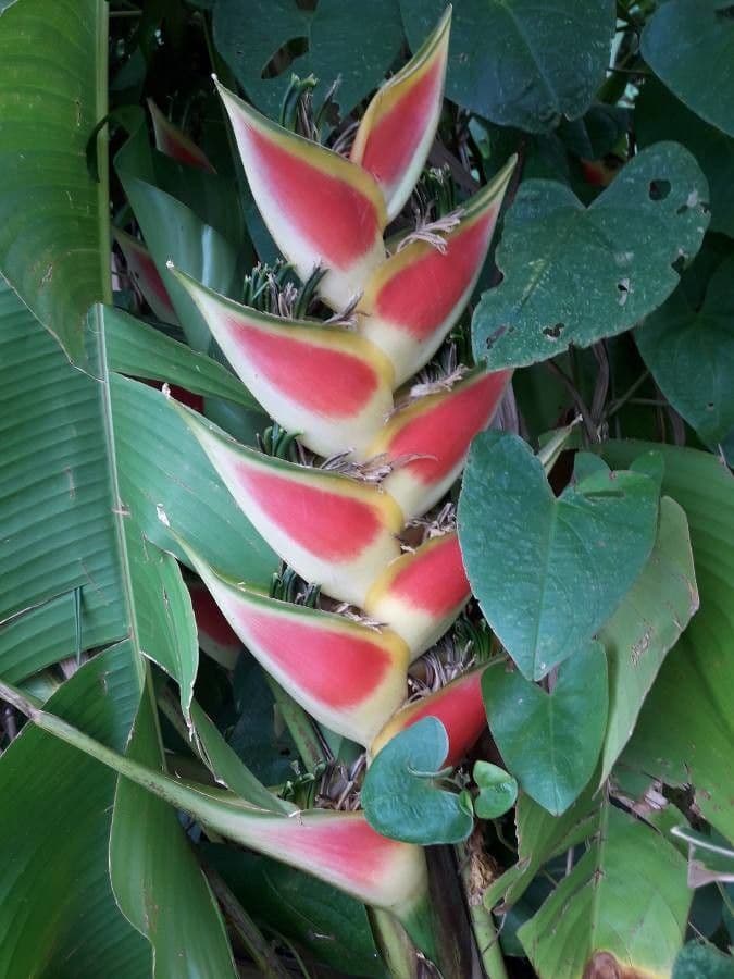 Geldblume 9