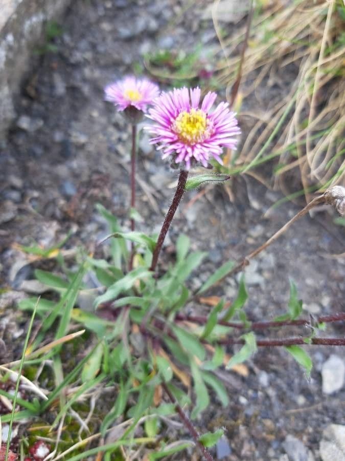 Erigeron alpino 6