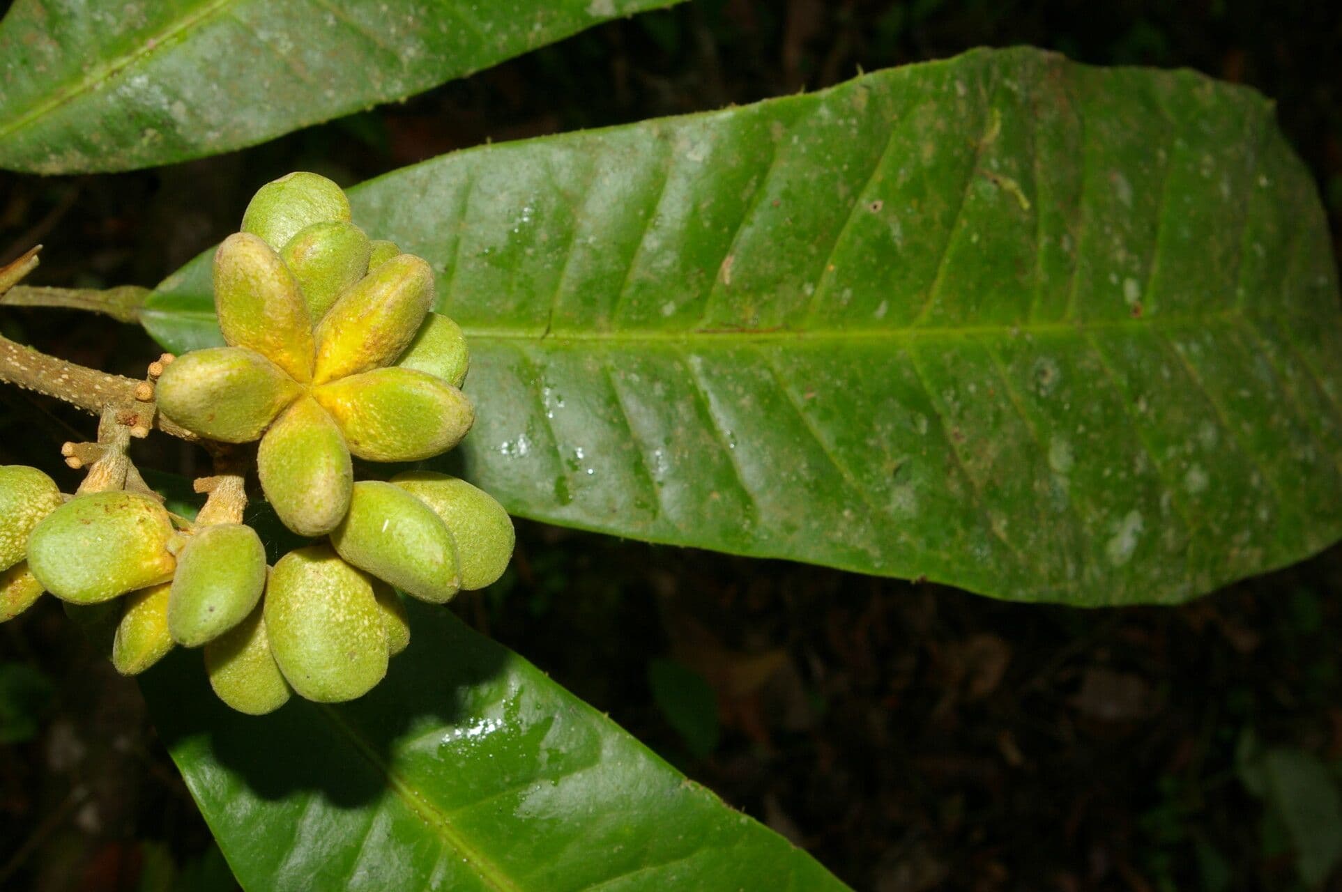 Conchocarpus 4