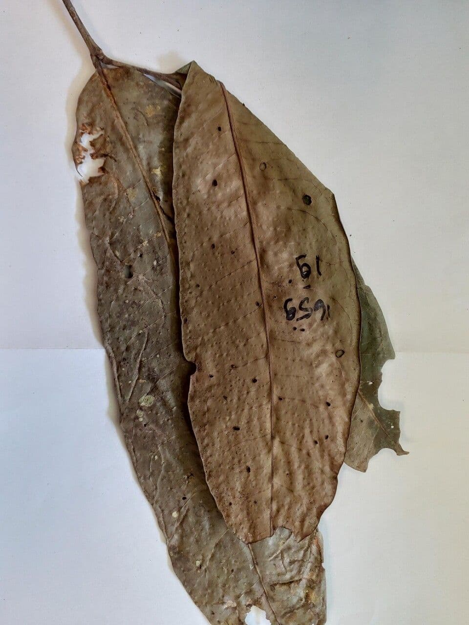 Maytenus 6