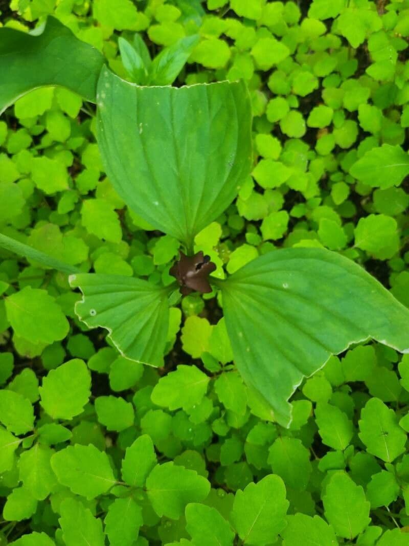 Trillio verde