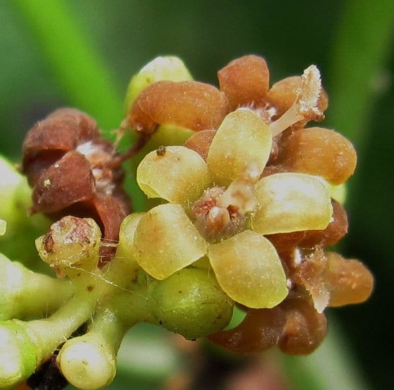 Psychotria 10