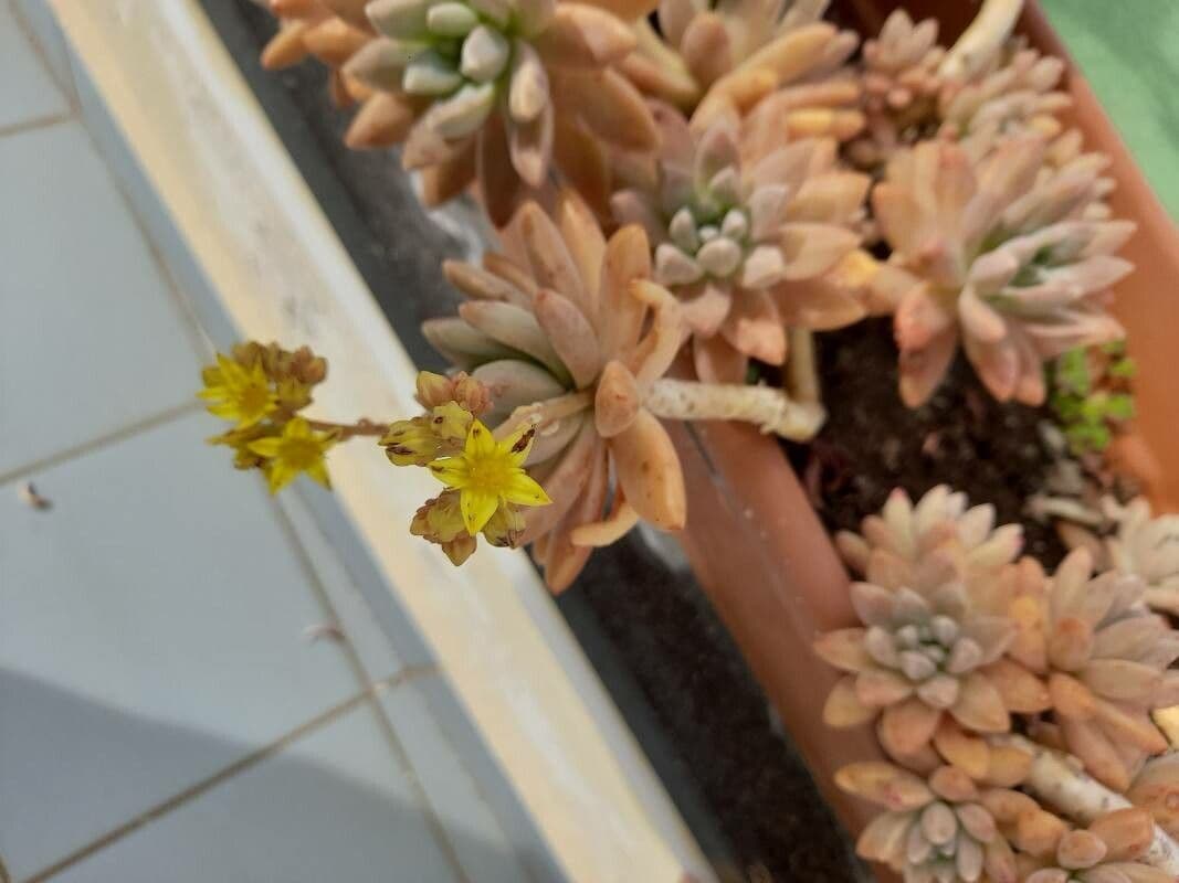 Dudleya di Greene 4