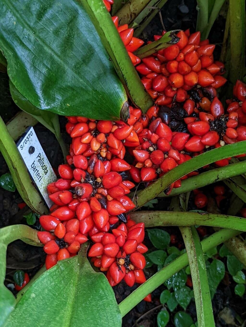Palisota 2