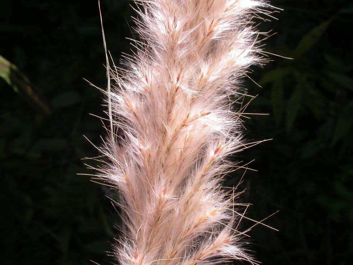 Canna 3