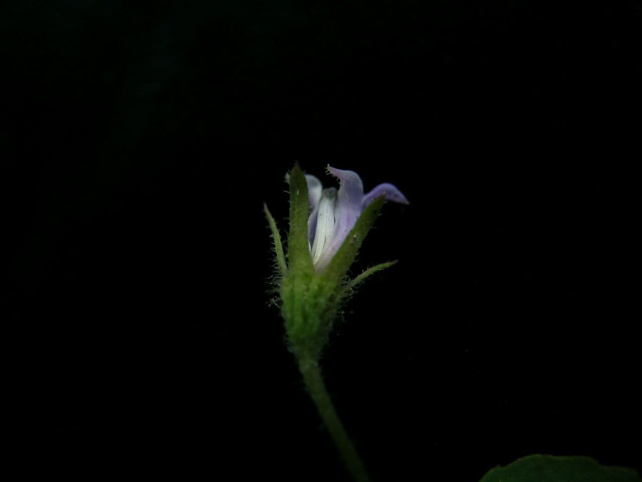 Lobelia di Ceylon 5