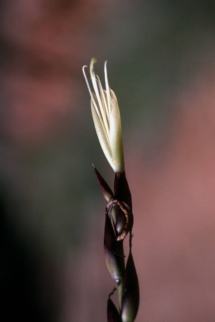 Tillandsia utricolata 5