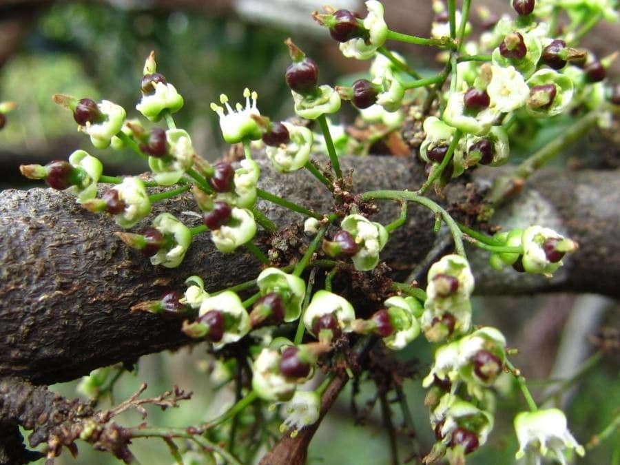 Lepidocupania 3