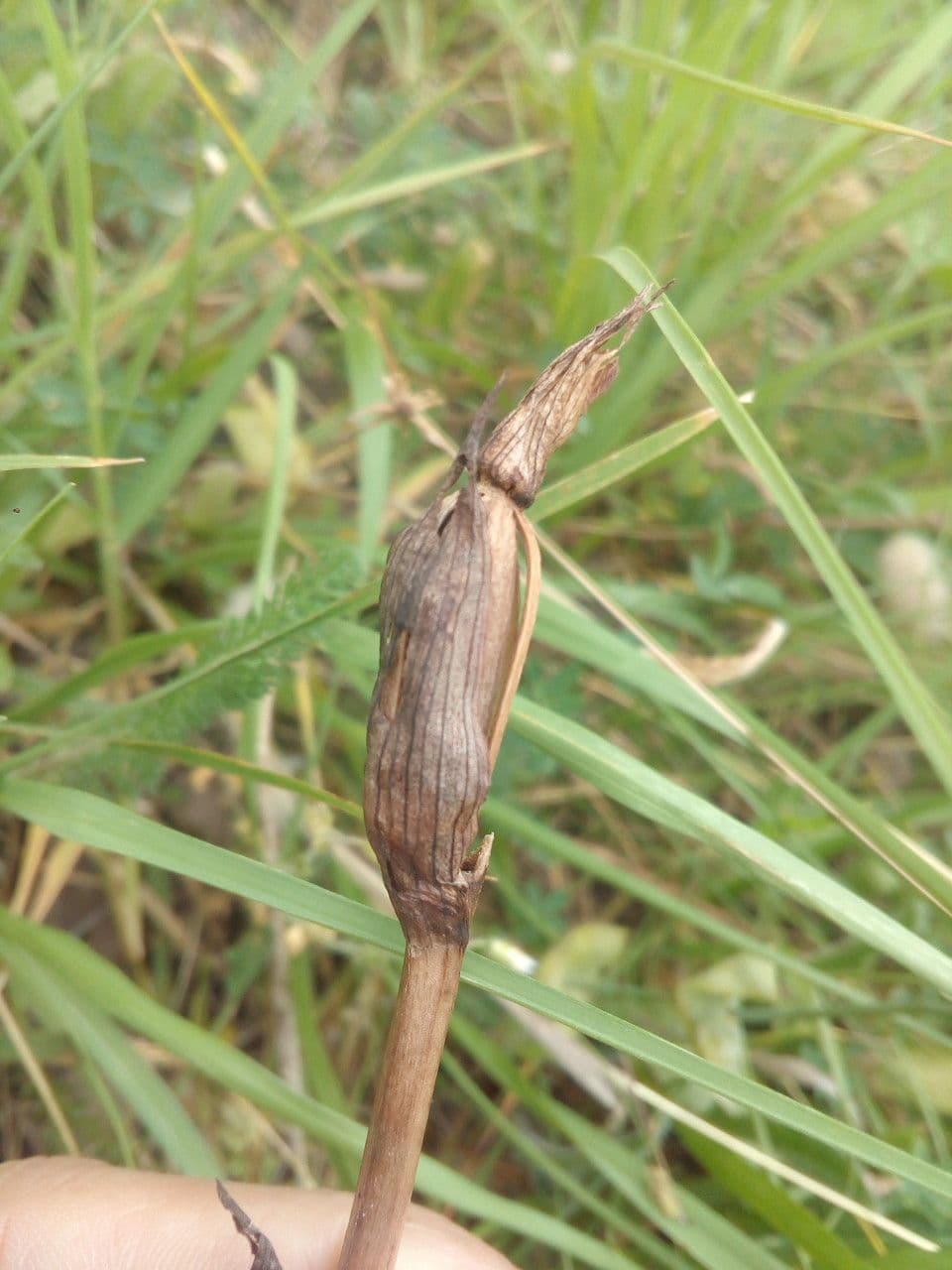 Serapias parviflora 2