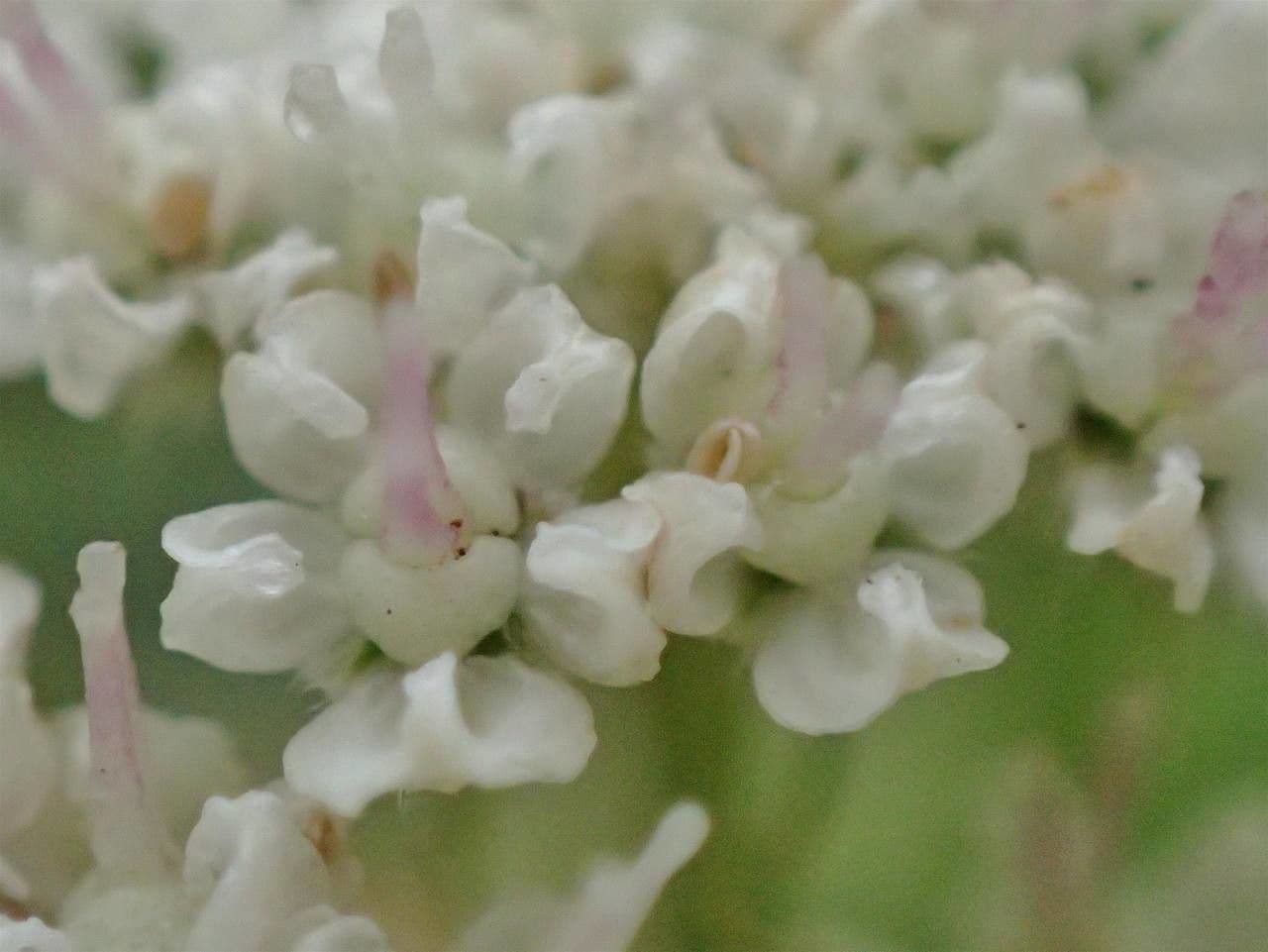 Libanótide 8