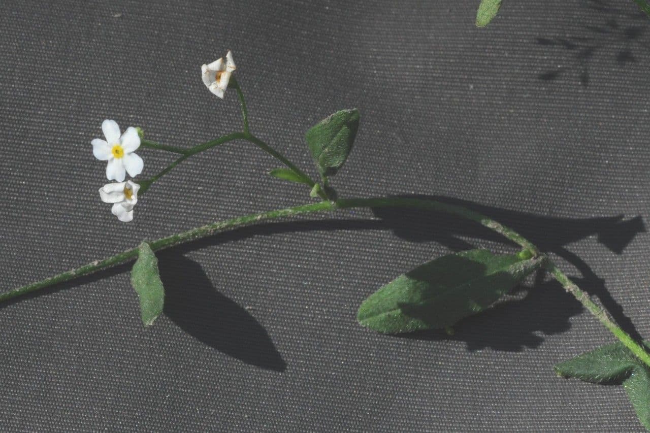 Forget-me-not 26