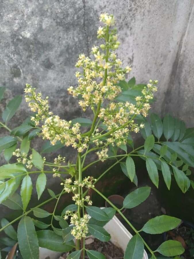 Spondias 9