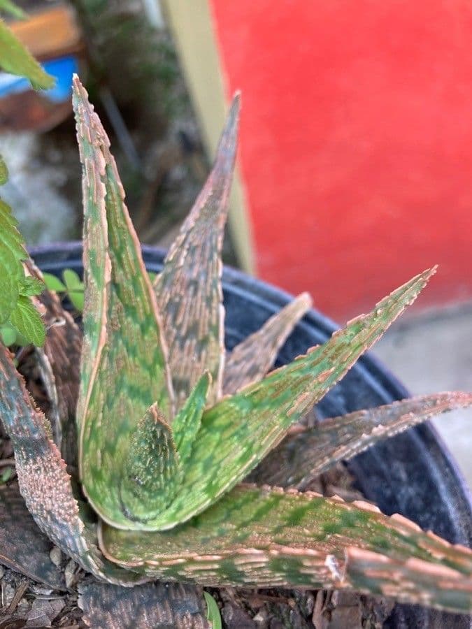 Aloe rauhii 9