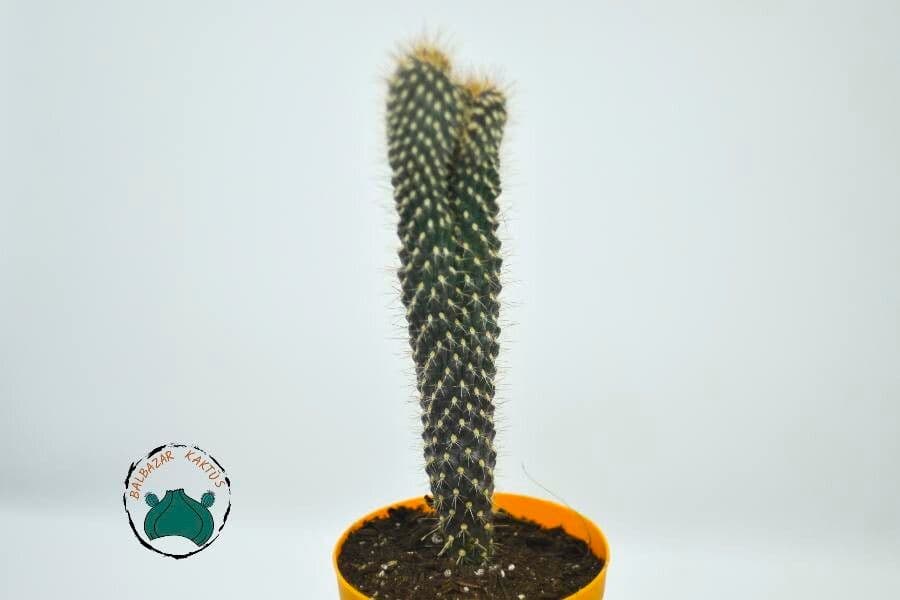 Feuer-Cholla 19