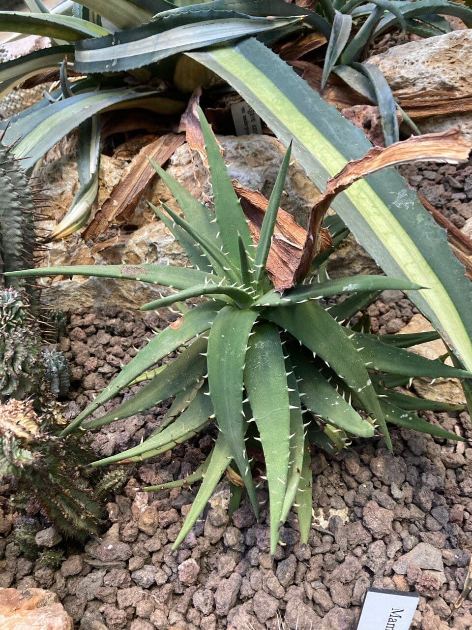 Aloe 7