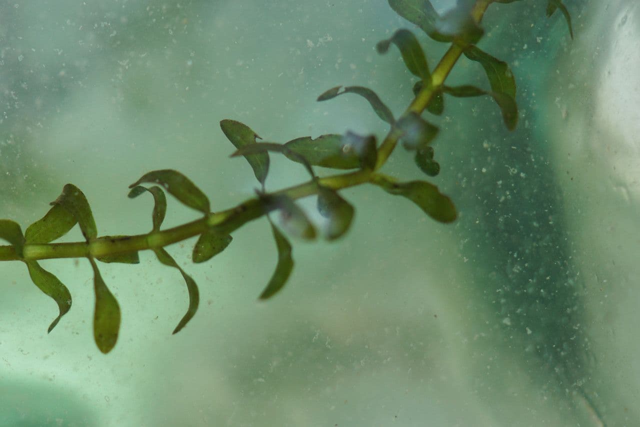 Elodea de Canadá 12