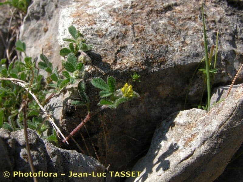 Medicago 16