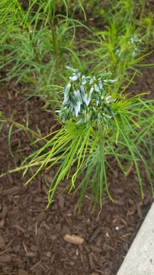 Amsonia 6