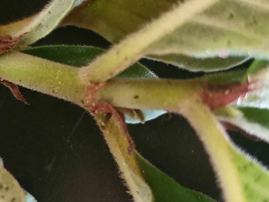 Psychotria 15