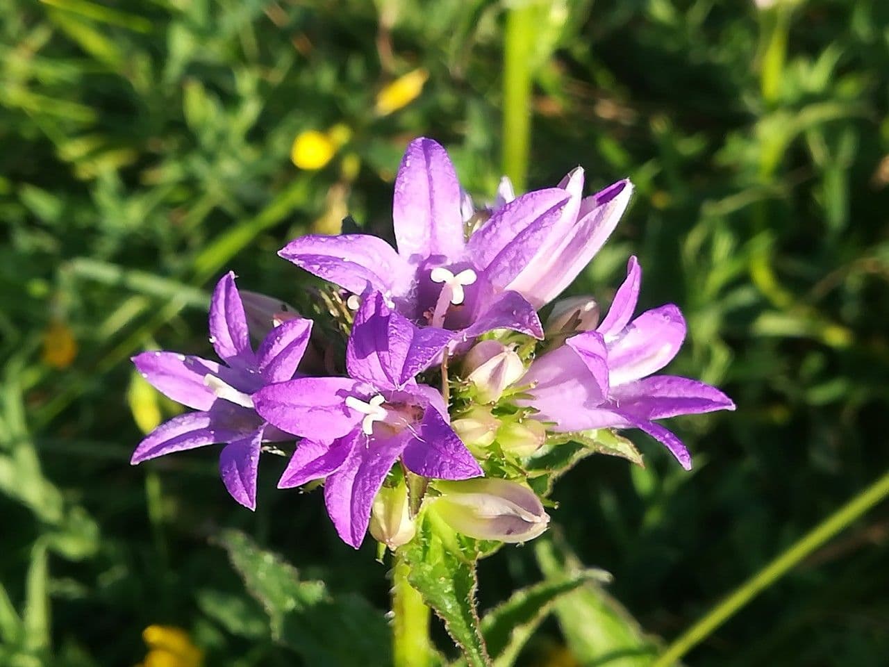 Campanula agglomerata 6