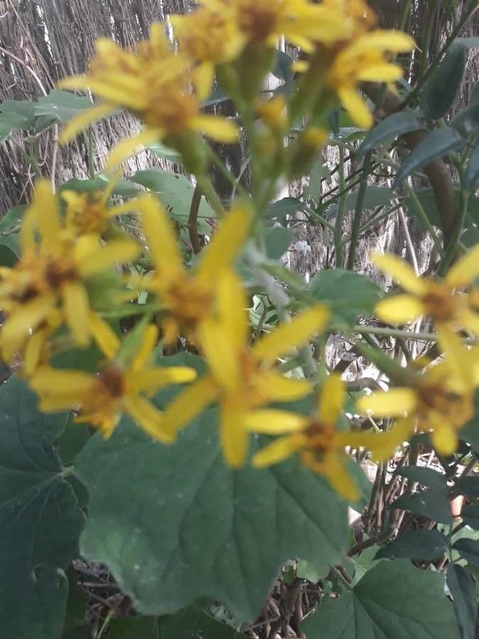 Senecio sarracenico 2