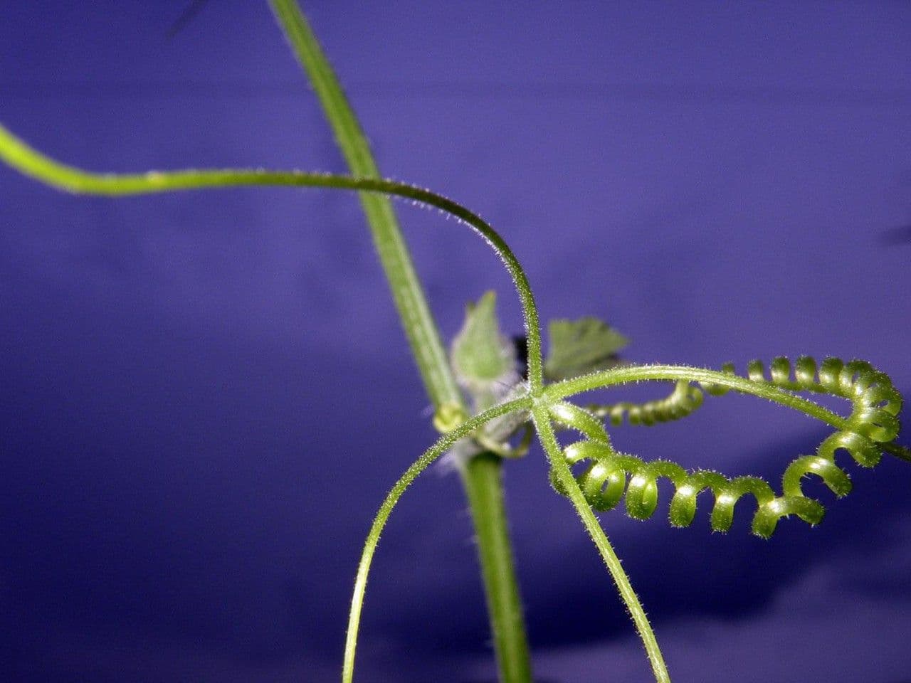 Polyclathra 5