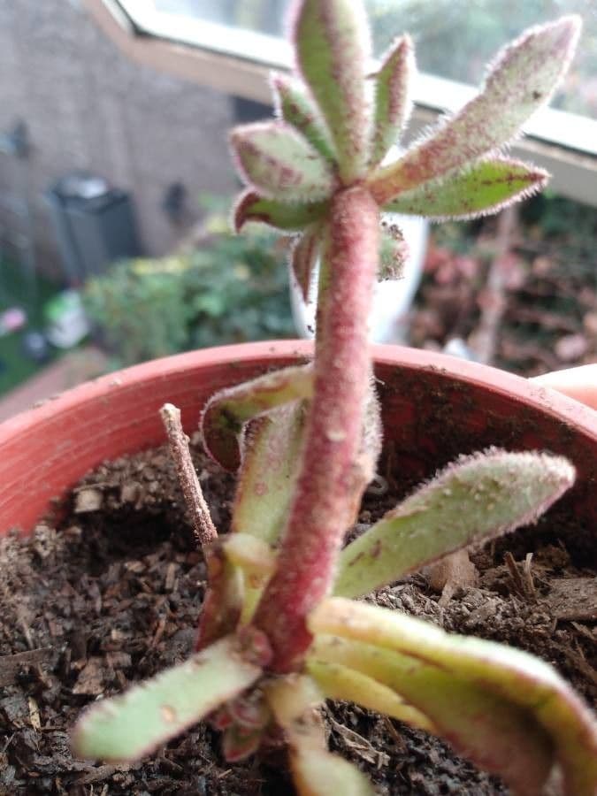 Echeveria 20