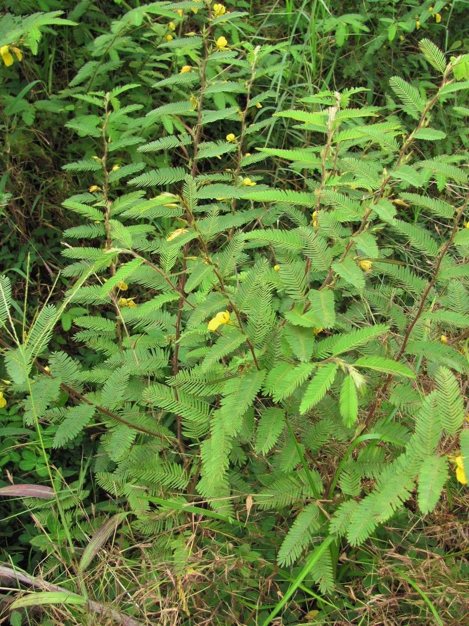 Herbe sensible 13