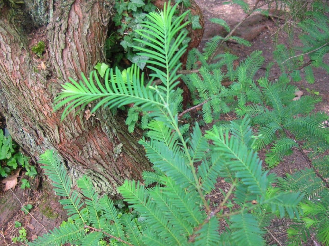 Sequoia della aurora 28