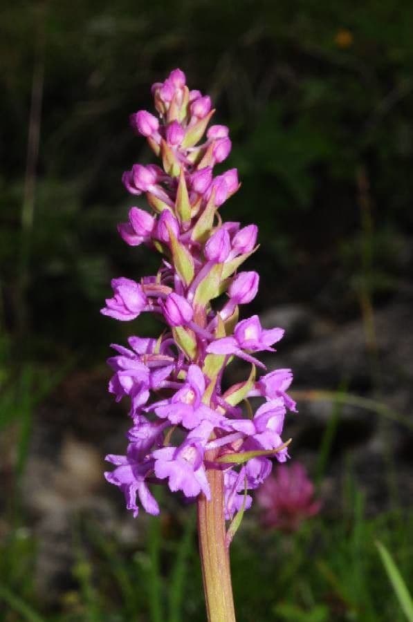 Manina rosea 6