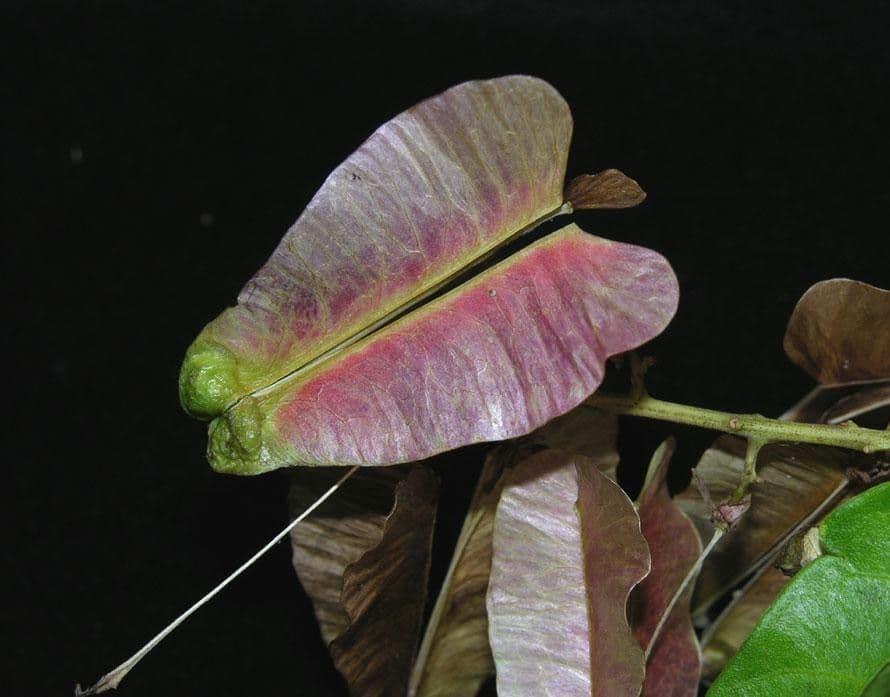 Serjania