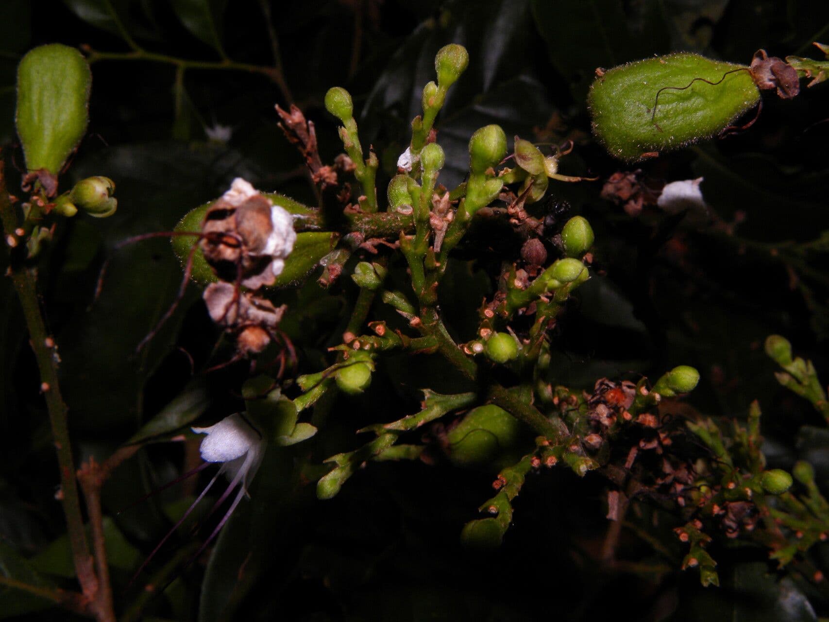 Hirtella triandra 6